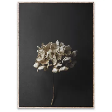Sto Life 04 Hydrangea 海报 - 50x70cm - Paper Collective