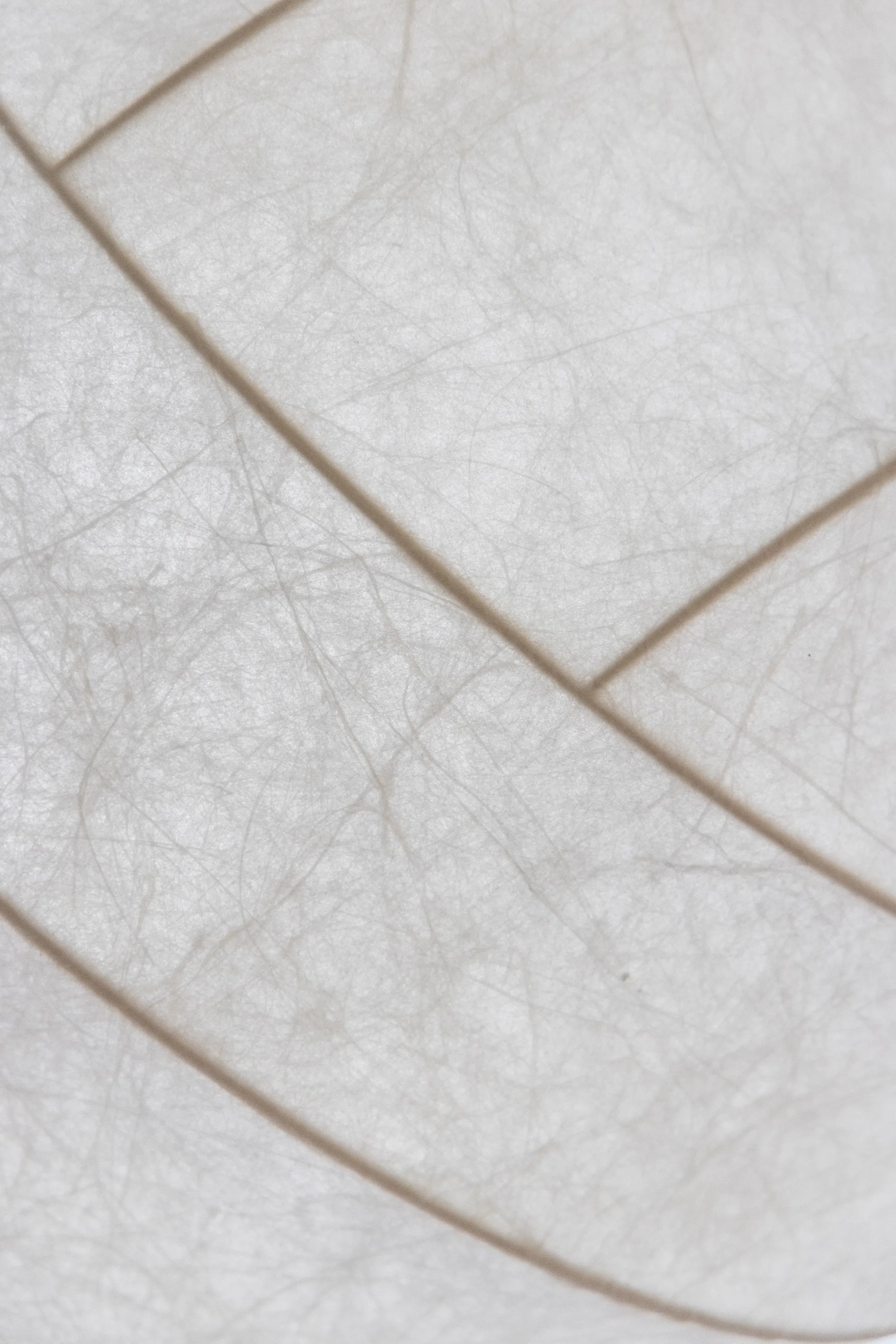 Turner 80吊灯, 白色 Pholc