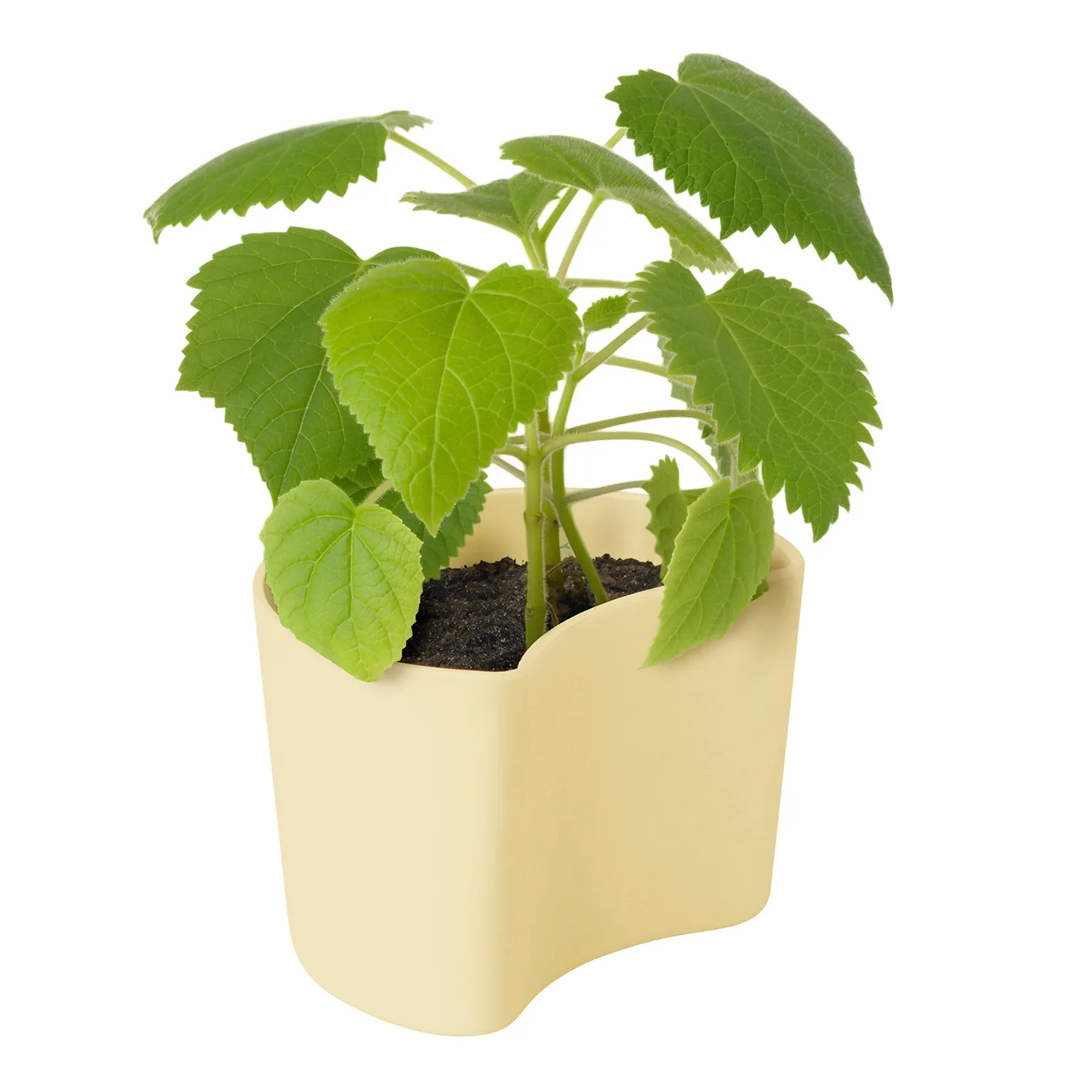 YOUR TREE pot with seeds, 黄色 (Beech) RIG-TIG