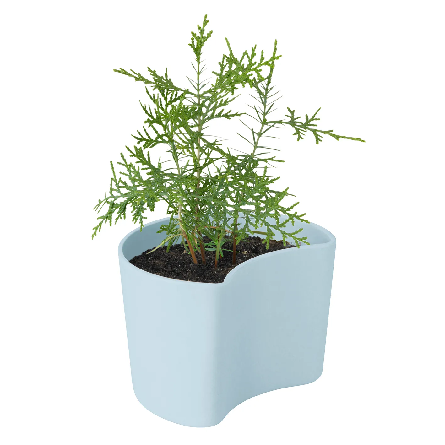YOUR TREE pot with seeds, 蓝色 (Pine) RIG-TIG